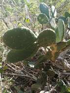 Image of Opuntia wilcoxii Britton & Rose