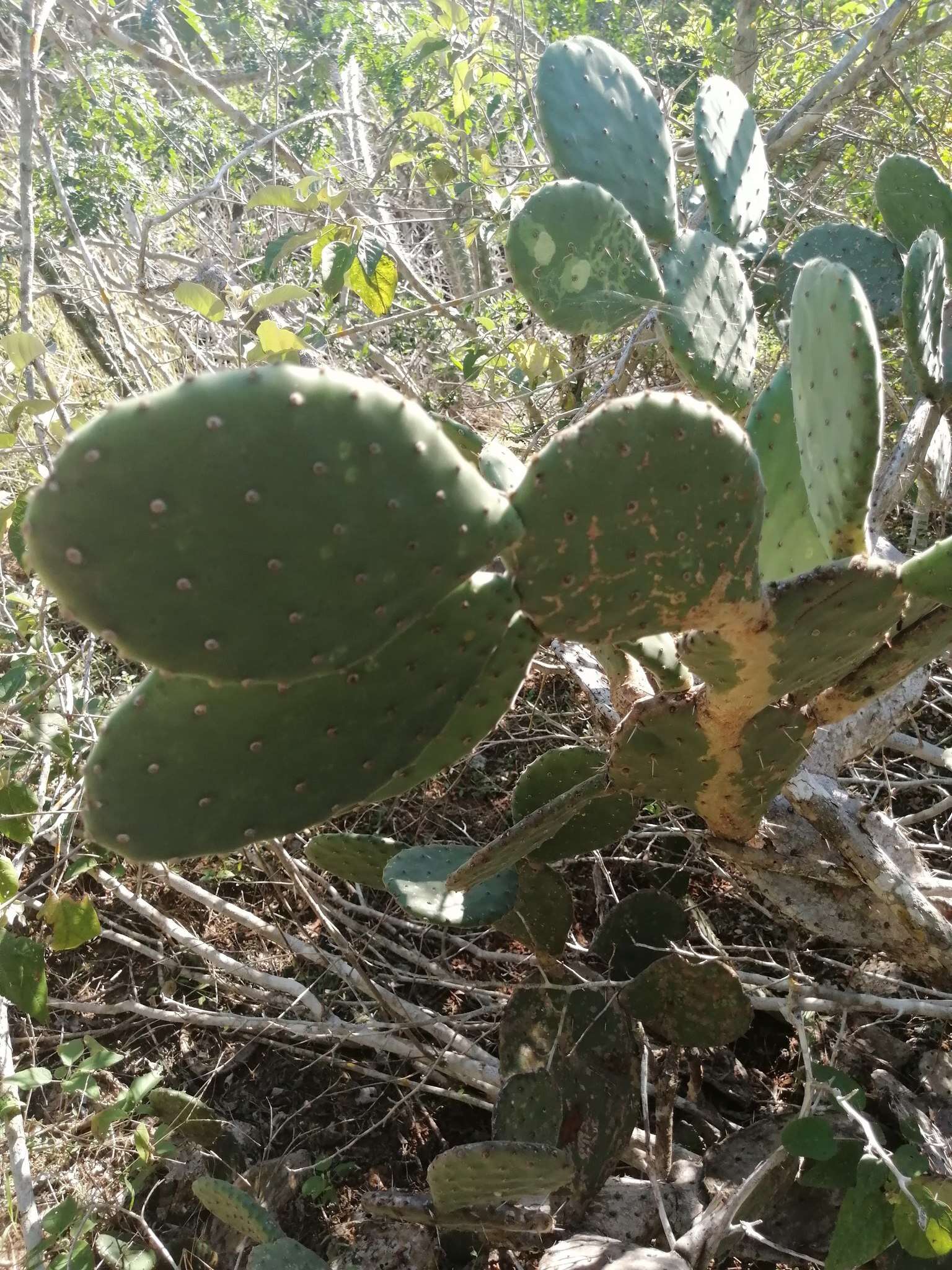 Image of Opuntia wilcoxii Britton & Rose