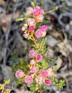 Verticordia densiflora Lindl. resmi