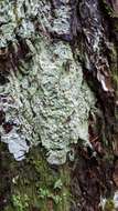 Image of Oregon crabseye lichen