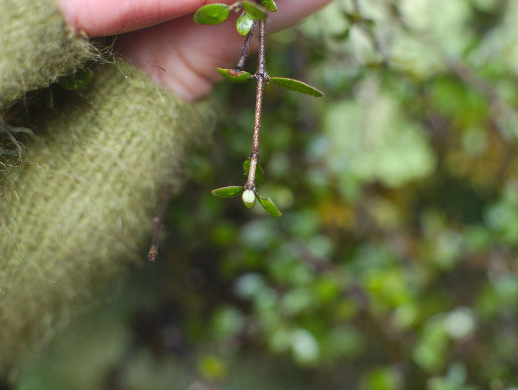 Imagem de Coprosma wallii Petrie