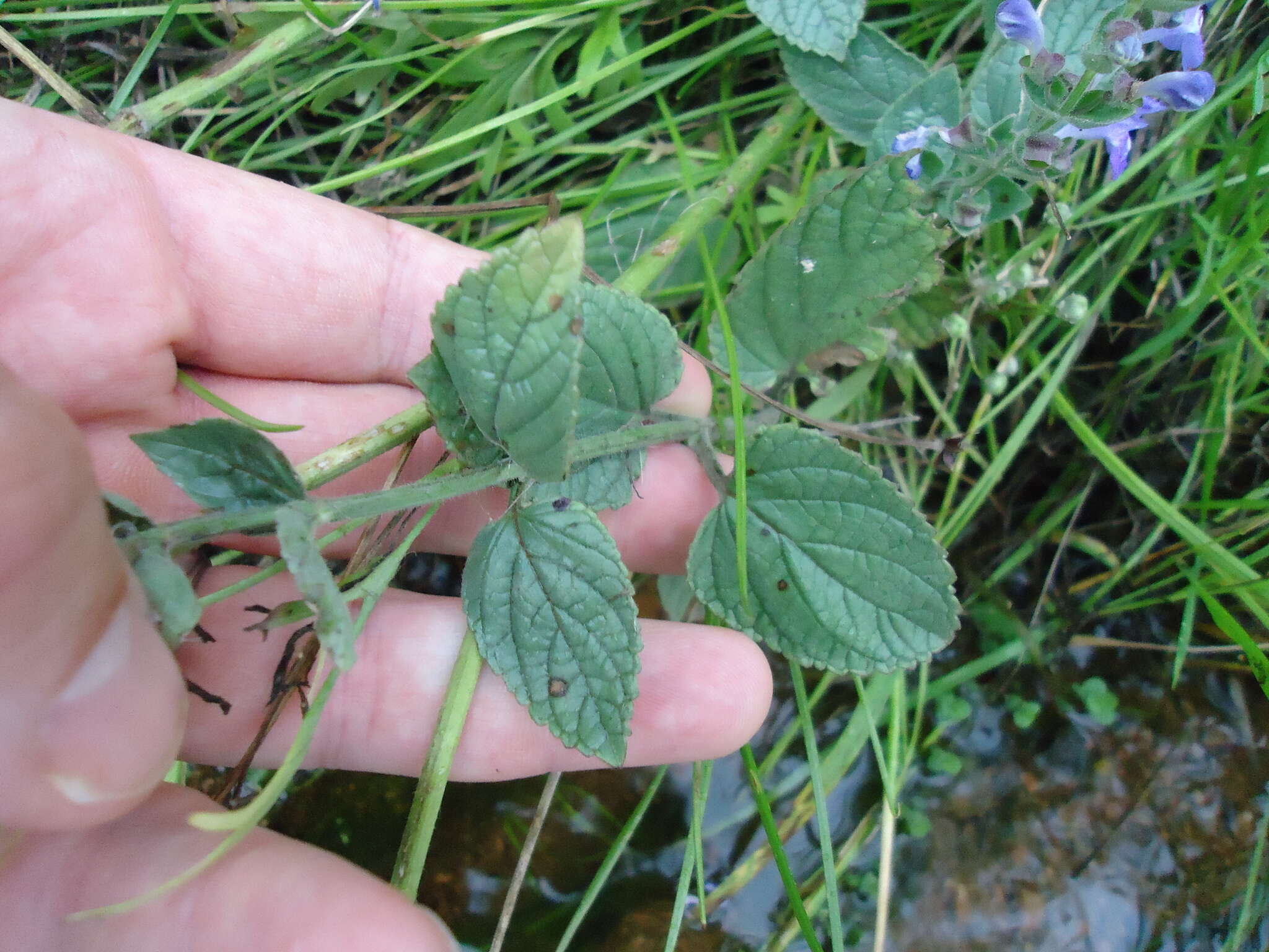 Sivun Scutellaria ovata subsp. bracteata (Benth.) Epling kuva