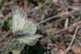 Image of Labrador Sulphur