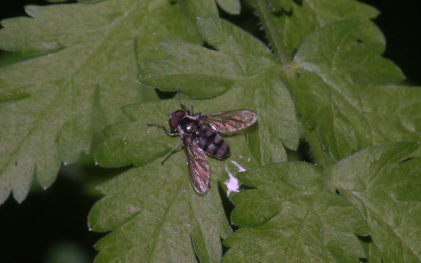 Image of Portevinia maculata (Fallen 1817)