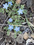 Image de Nemophila menziesii var. integrifolia Brand