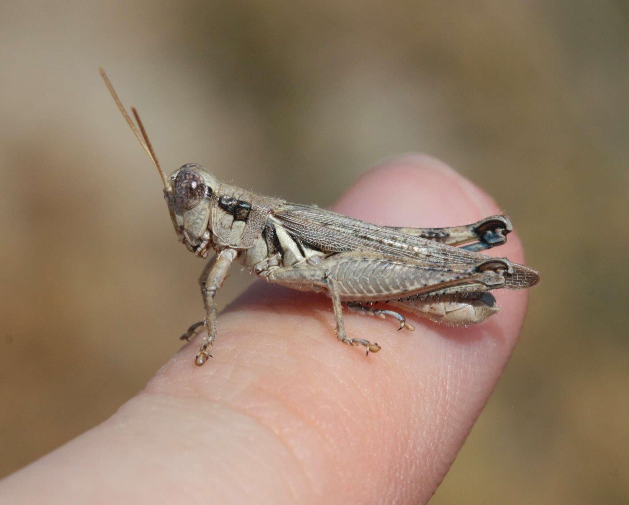 Melanoplus cinereus cyanipes Scudder & S. H. 1897的圖片