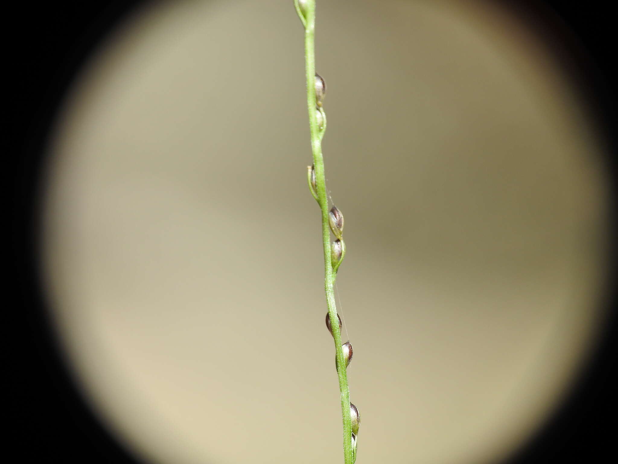 Image of Digitaria parviflora (R. Br.) Hughes