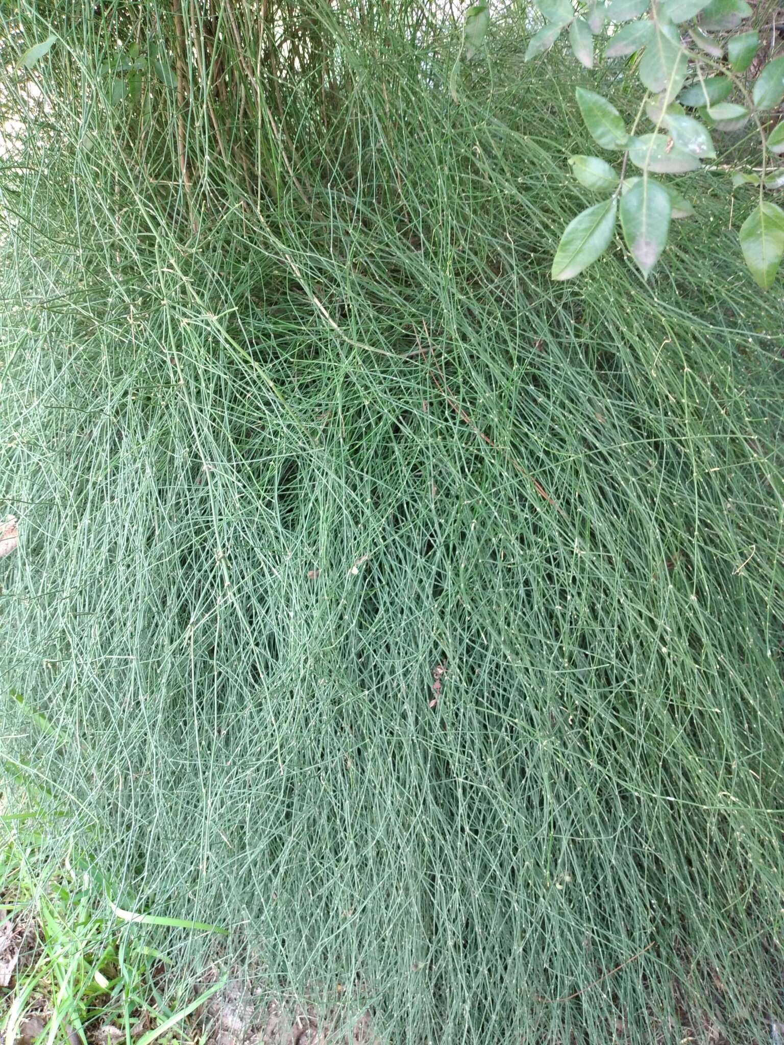 Image of Ephedra triandra Tul.