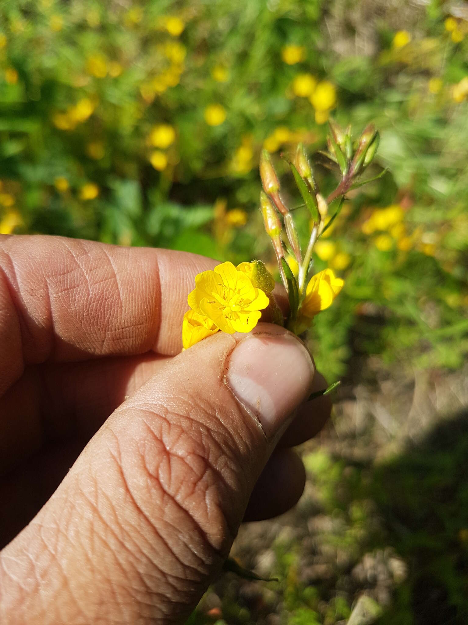 Imagem de Oenothera perennis L.