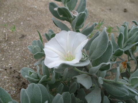 Image of Convolvulus persicus L.