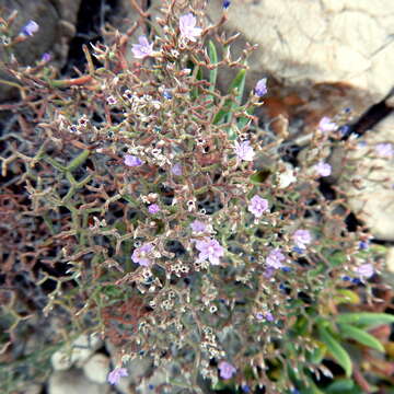 Imagem de Limonium cancellatum (Bertol.) O. Kuntze