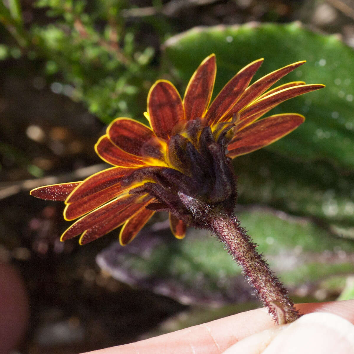 Image of Haplocarpha lanata (Thunb.) Less.