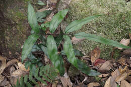 Image of Pteris insignis Mett. ex Kuhn