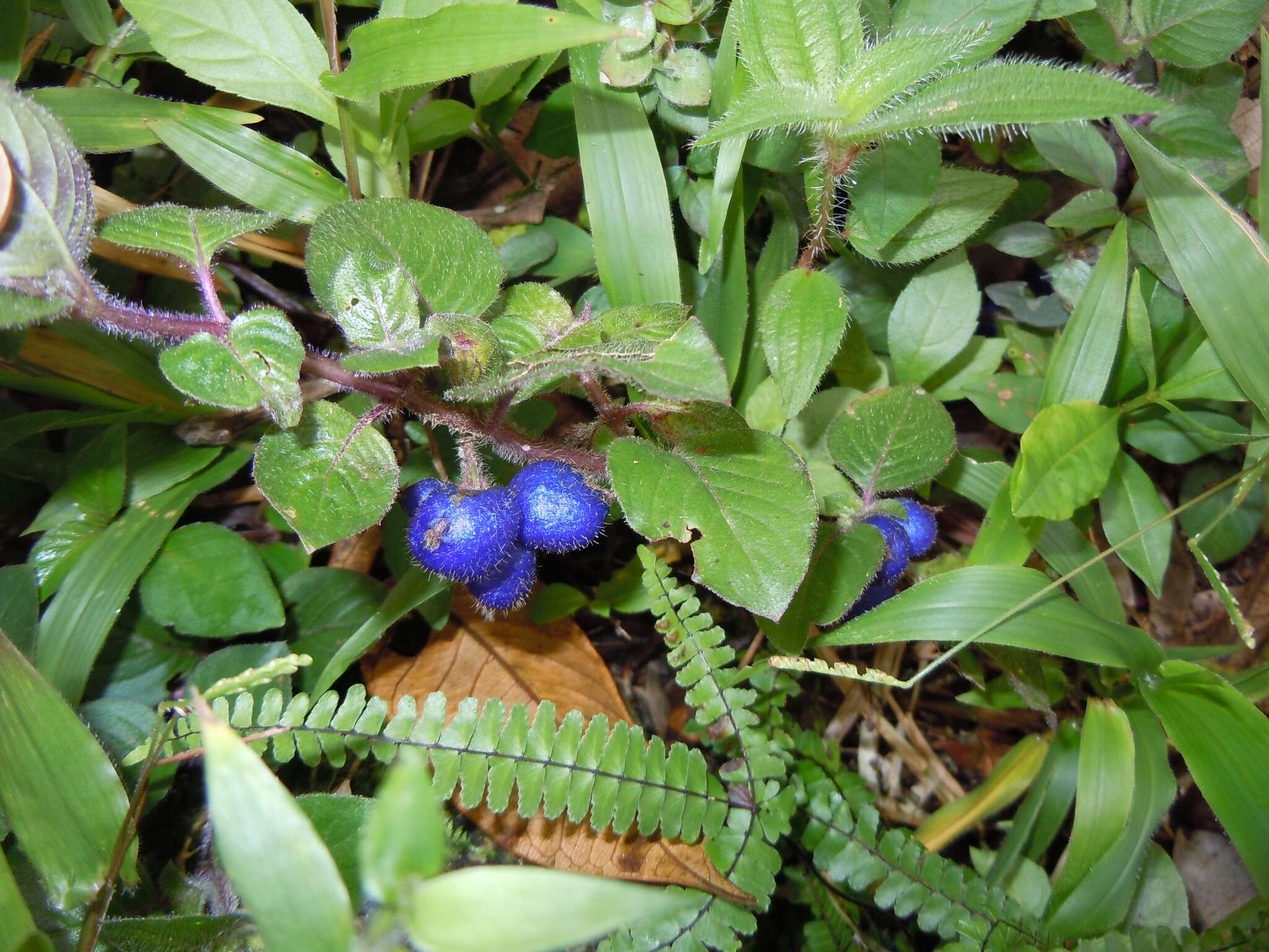 Image of yerba de guava