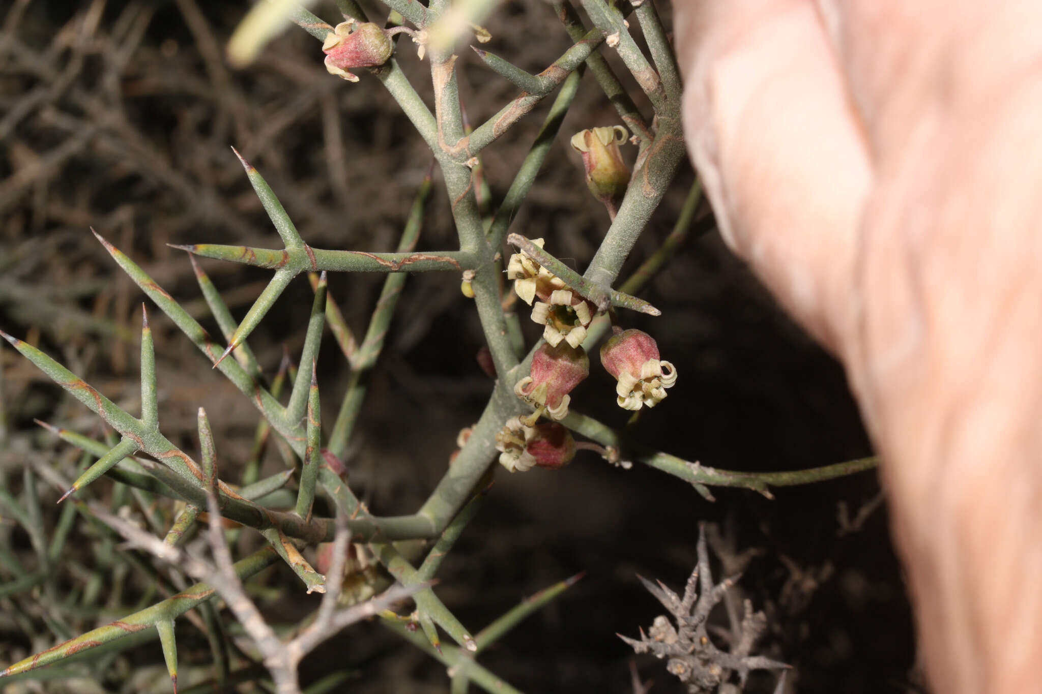 Imagem de Colletia spinosissima J. F. Gmel.