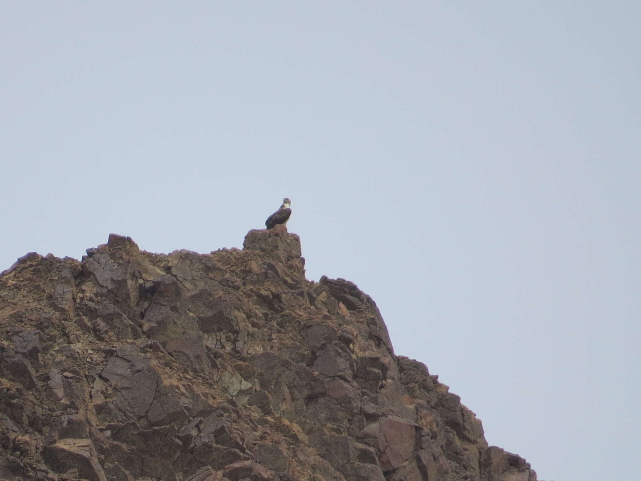 Image of Bonelli's Eagle