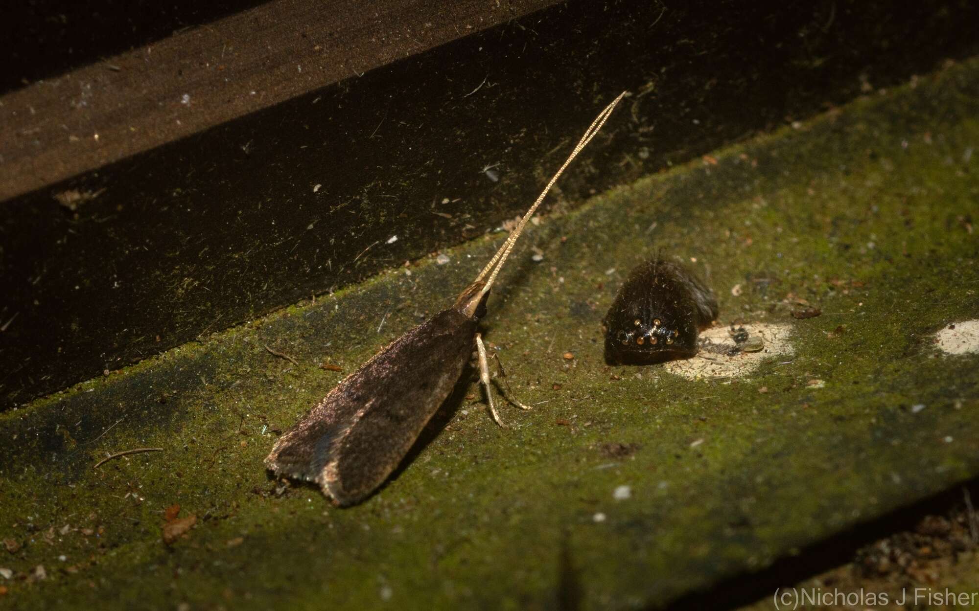 Plancia ëd Lecithocera imprudens Meyrick 1914