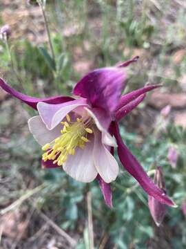 Image of Colorado alpine columbine