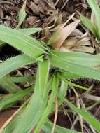 صورة Sporobolus pectinatus Hack.