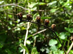 Plancia ëd Lepidaploa tortuosa (L.) H. Rob.