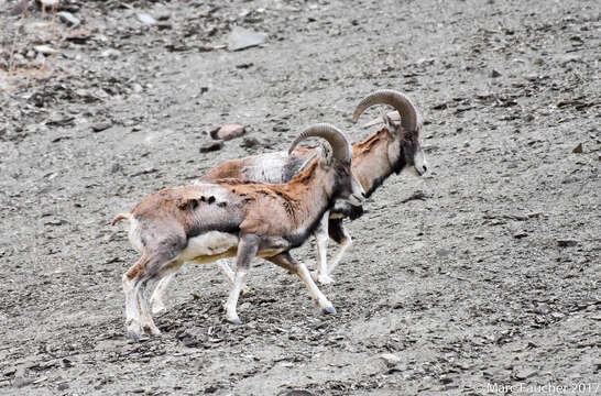 Image of Ladakh Urial