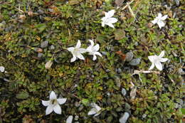 Image of Wahlenbergia congesta (Cheeseman) N. E. Br.