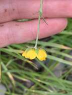 Image of Klamath cinquefoil