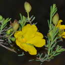 Image of Hibbertia stenophylla J. R. Wheeler