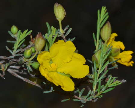 Image of Hibbertia stenophylla J. R. Wheeler