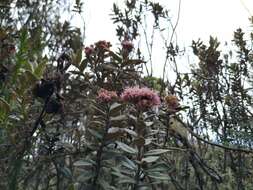 Image of Ageratina gynoxoides (Wedd.) R. King & H. Rob.