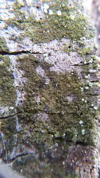 Image of scoliciosporum lichen