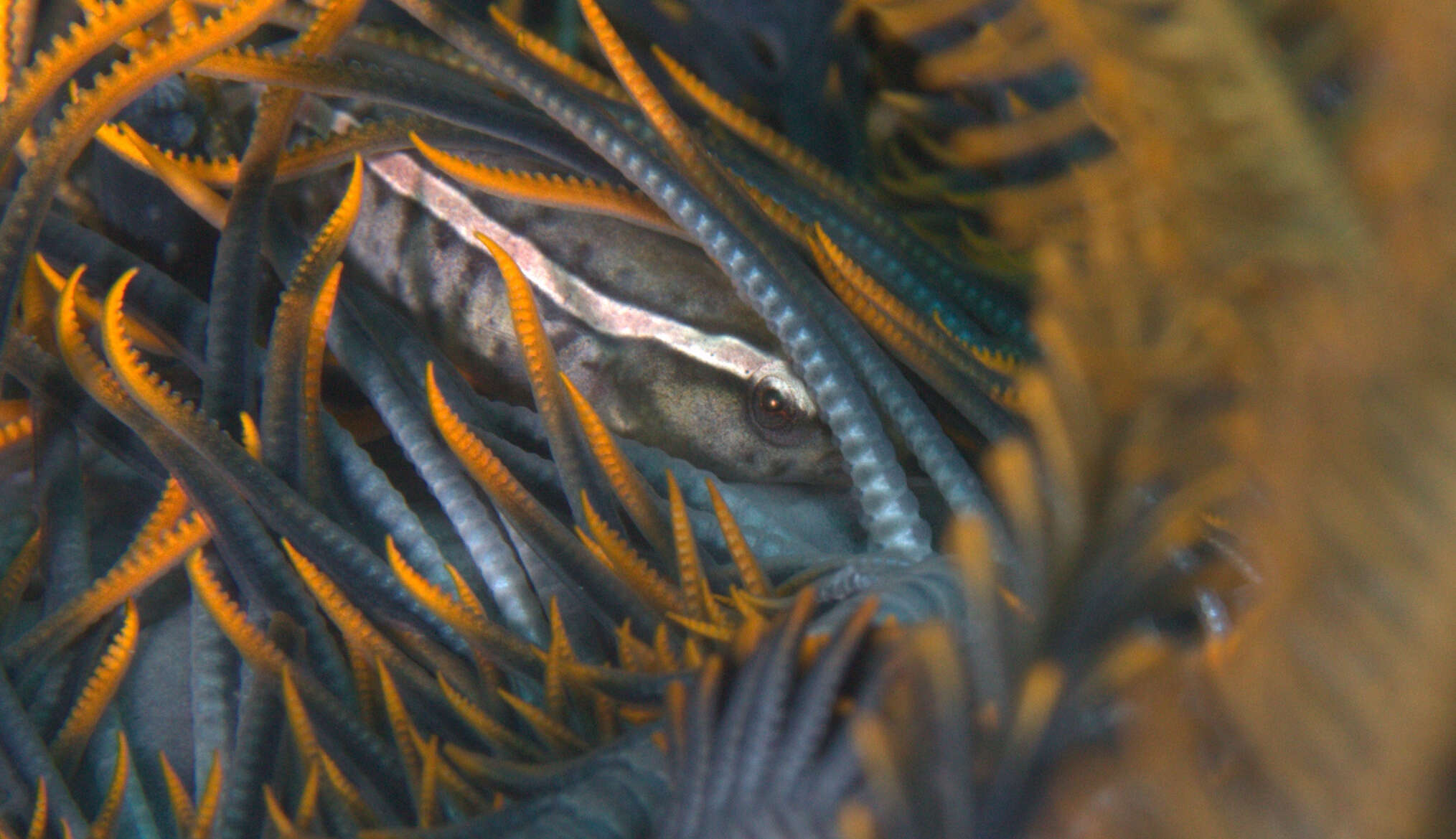 Image of Oneline clingfish