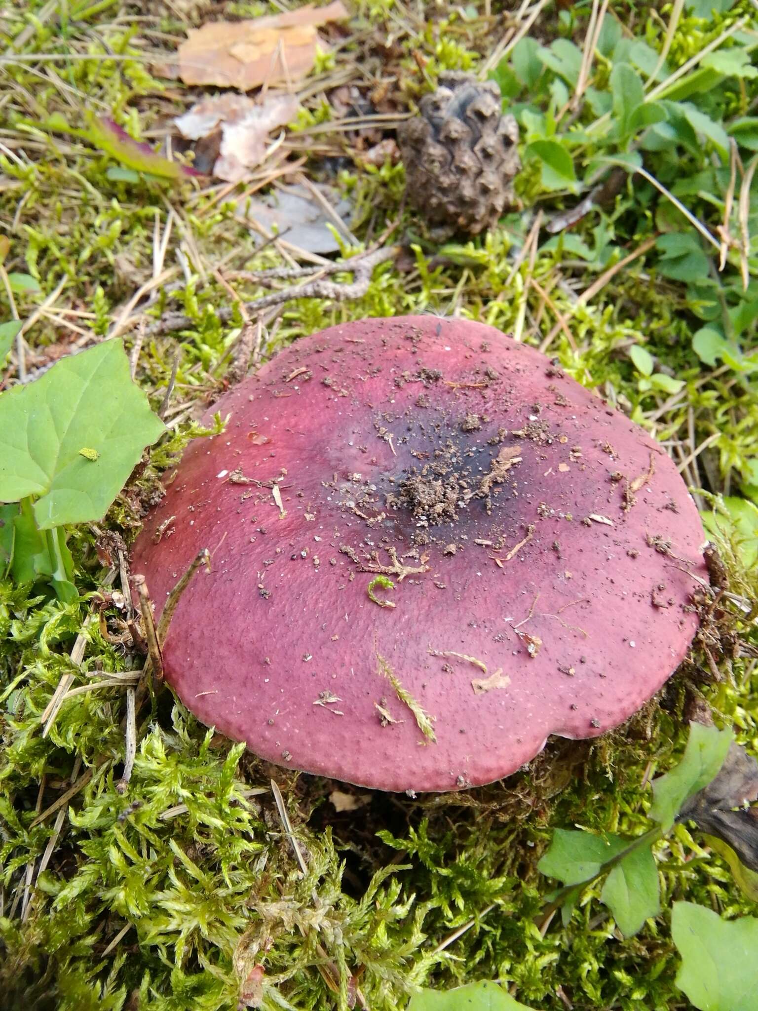 Image de Russula badia Quél. 1881