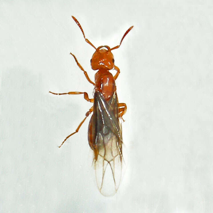 Imagem de <i>Lasius interjectus</i>