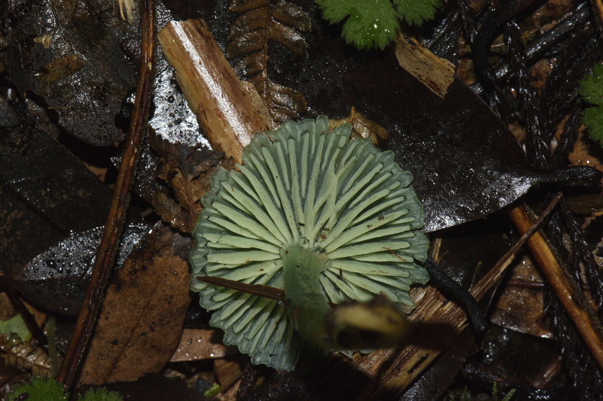 Image of Gliophorus viridis (G. Stev.) E. Horak 1971