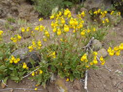 Image of Calceolaria germainii Witasek