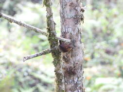 Image of Mountain Wren