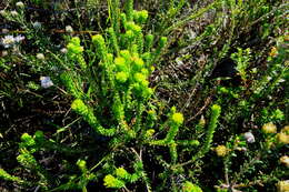 Image of Agathosma eriantha (Steud.) Steud.