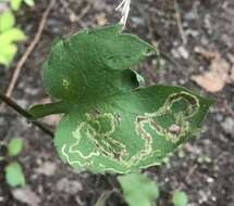 Image of Ophiomyia carolinensis Spencer 1986