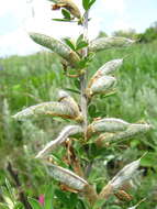 Image of Cytisus ruthenicus Wol.