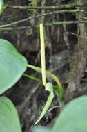 Image of Anthurium hutchisonii Croat