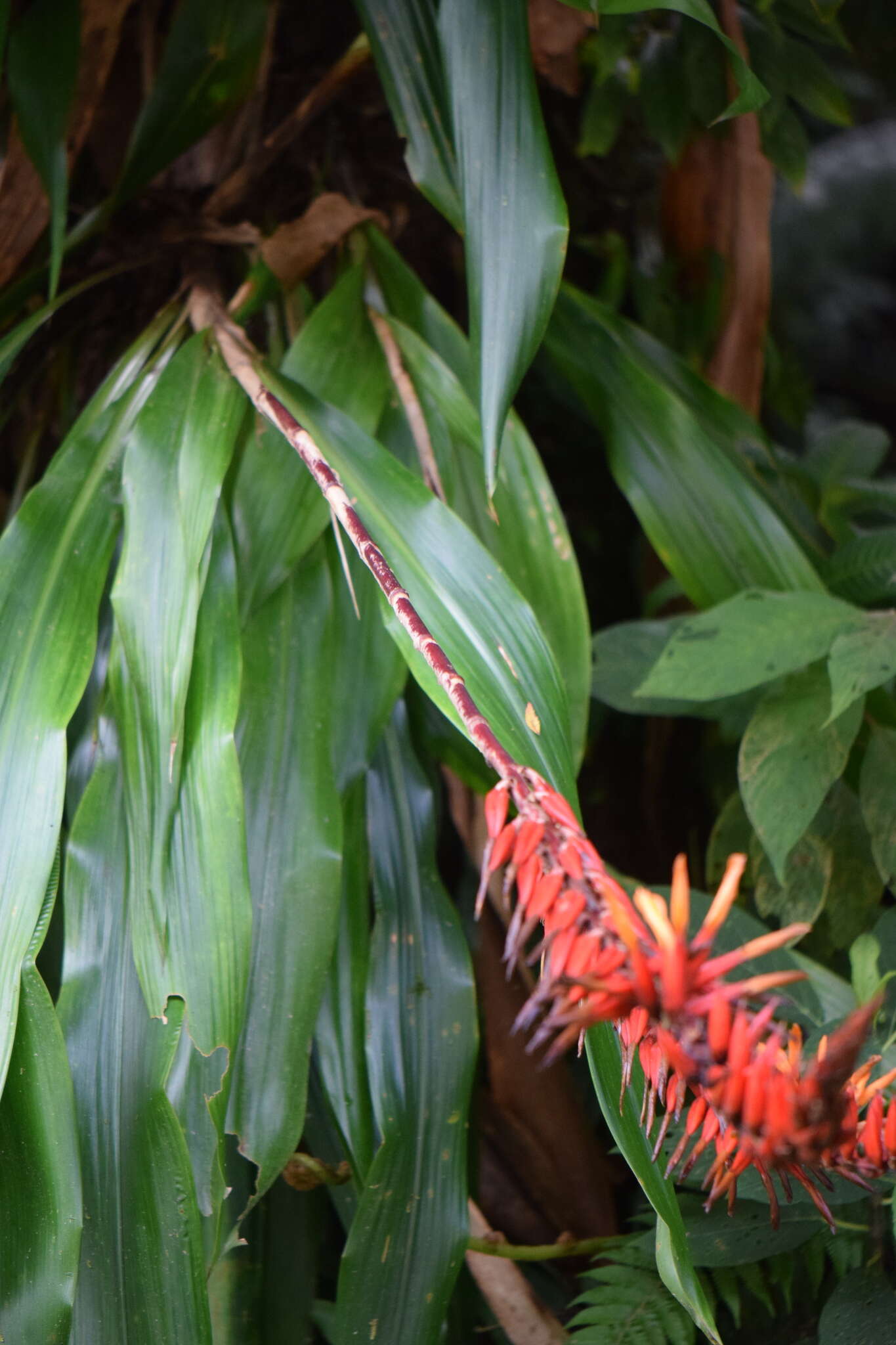 Image of Pitcairnia brittoniana (Mez) Mez