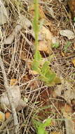 Image of Common kalanchoe