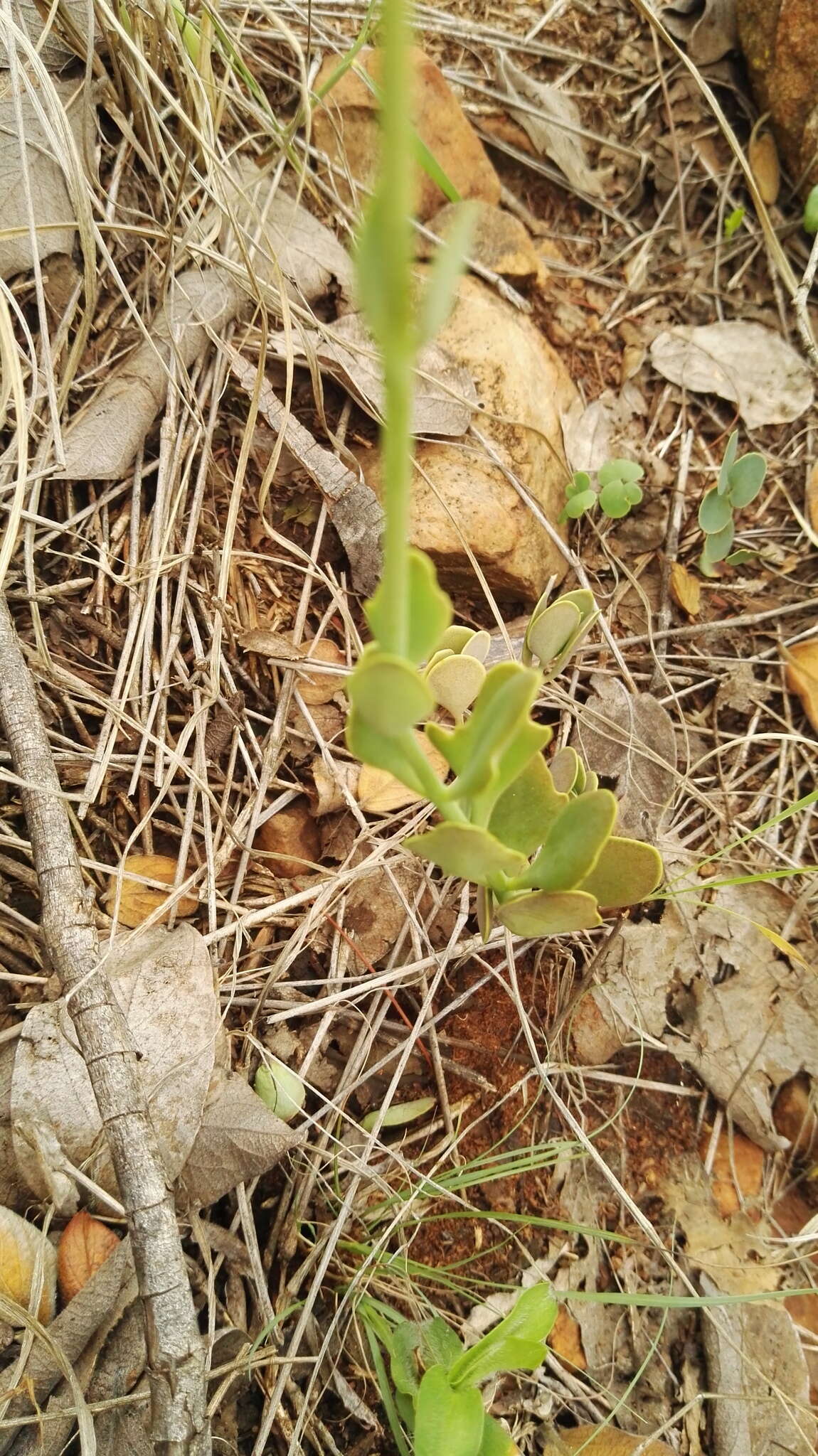 Image of Common kalanchoe