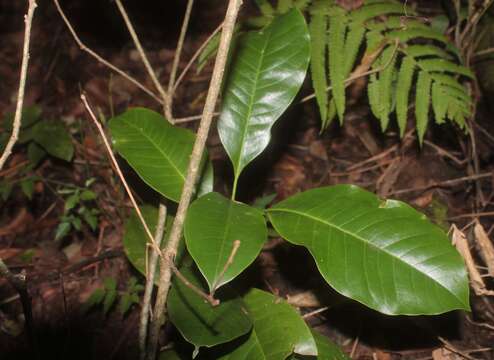 Image of Magnolia schiedeana Schltdl.