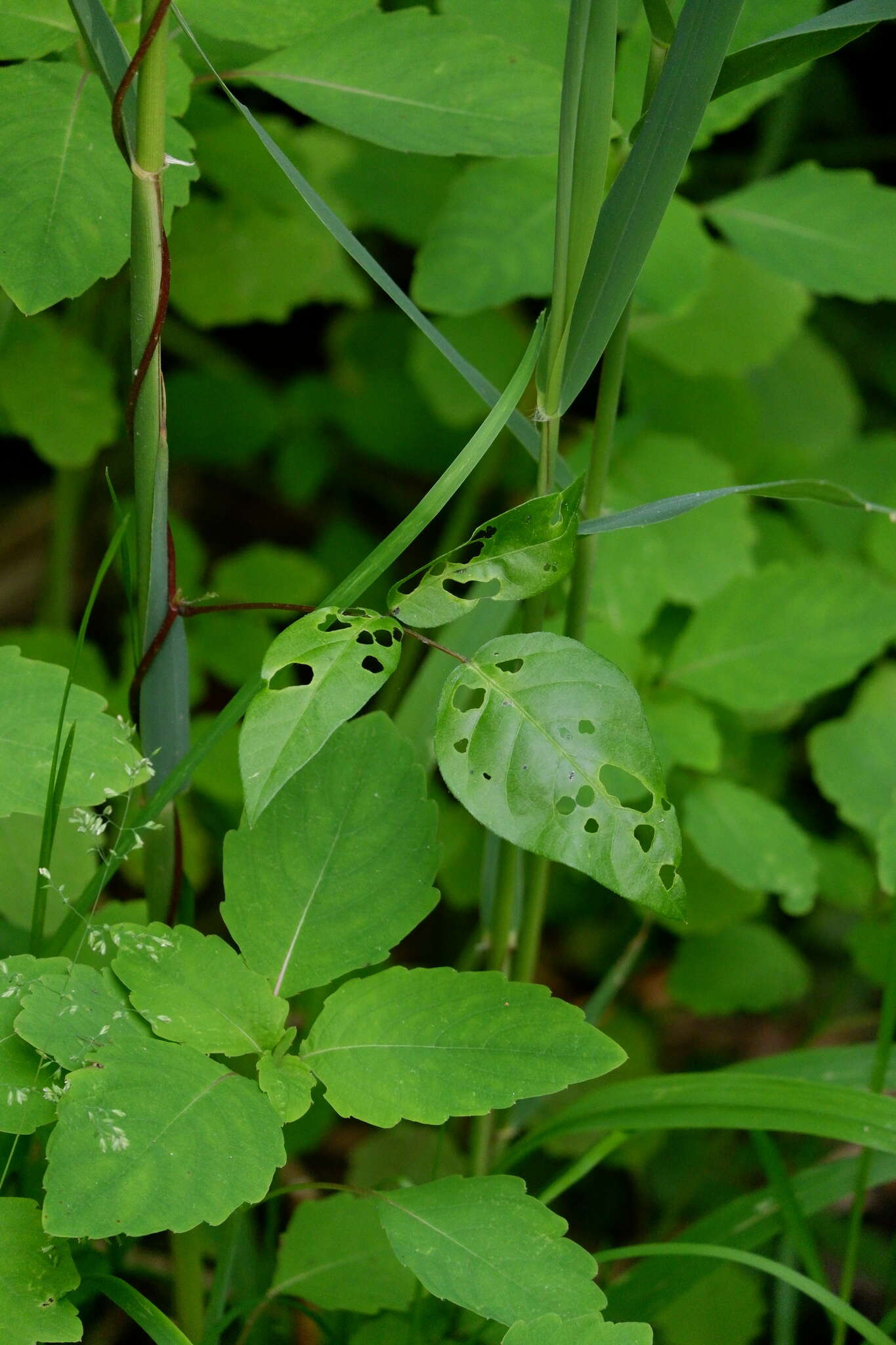 Odontota scapularis (Olivier 1808)的圖片