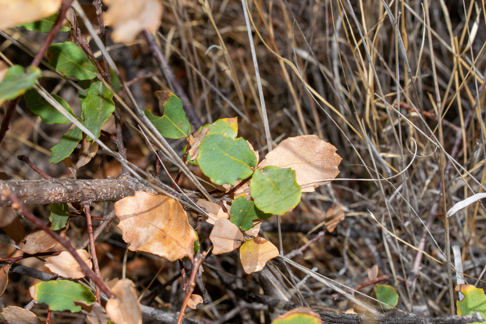 Image of Davis Mountain oak