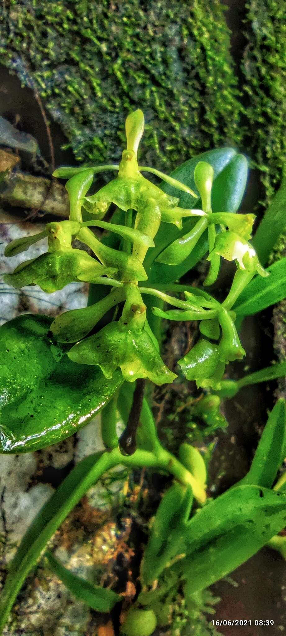 Image of Epidendrum chlorocorymbos Schltr.