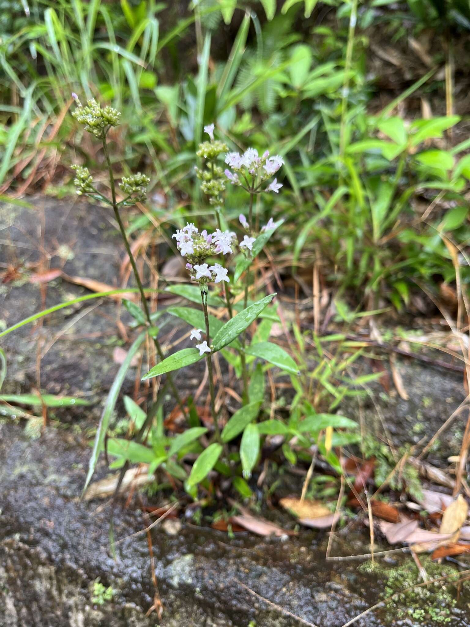 Image of Hedyotis lancea Thunb. ex Maxim.