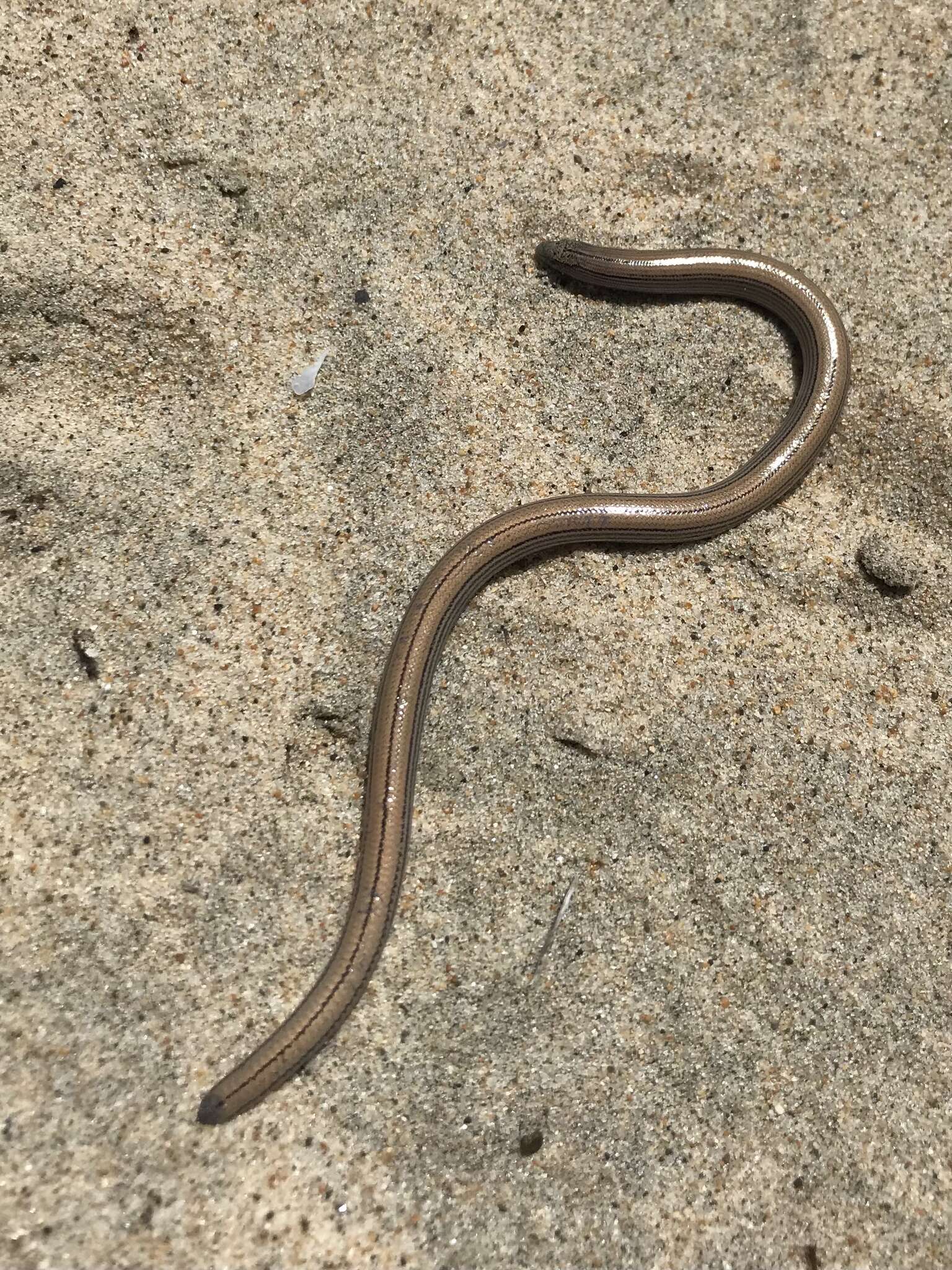 Image of Baja California Legless Lizard